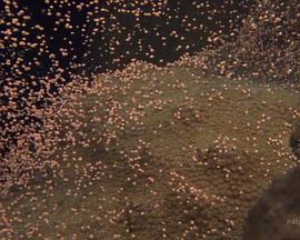 国家地理:大白鲨的长途冒险旅程